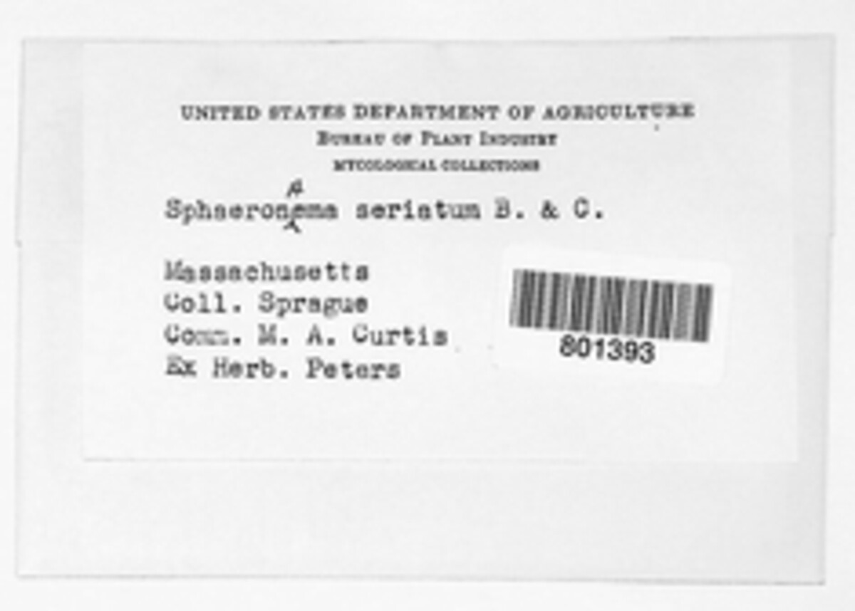 Sphaerographium seriatum image